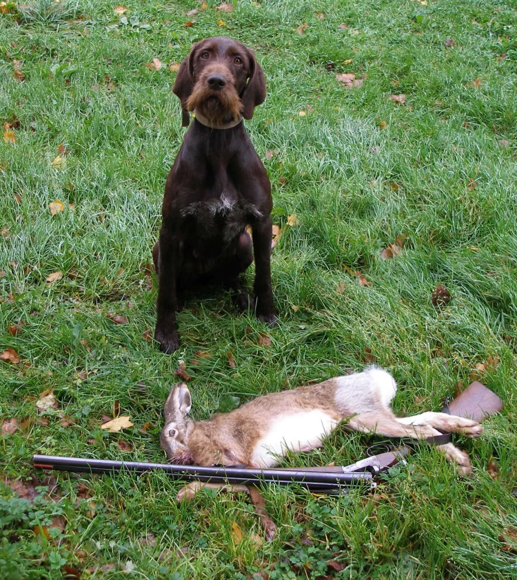 Драт Харт собака