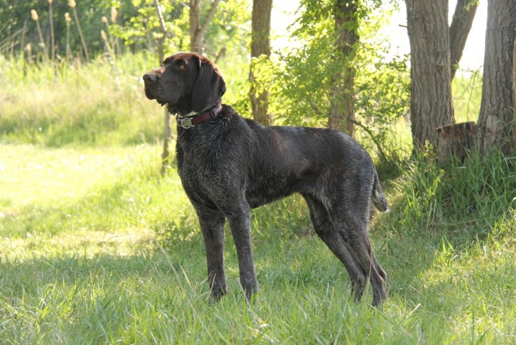 Дратхаар и гончая