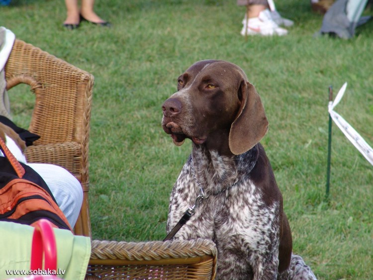 Жесткошерстная легавая дратхаар