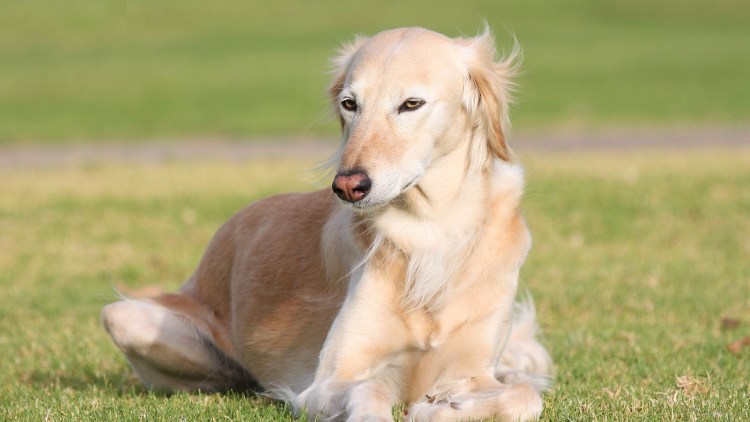 Сеттер Пойнтер Курцхаар