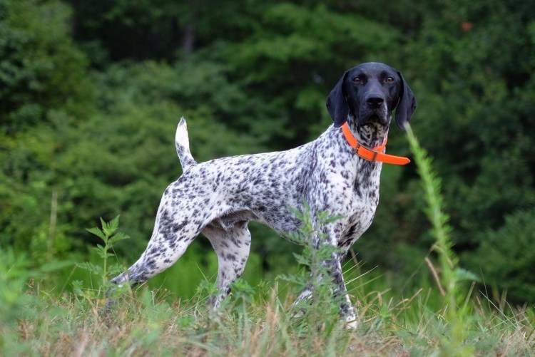 Дратхаар терьер