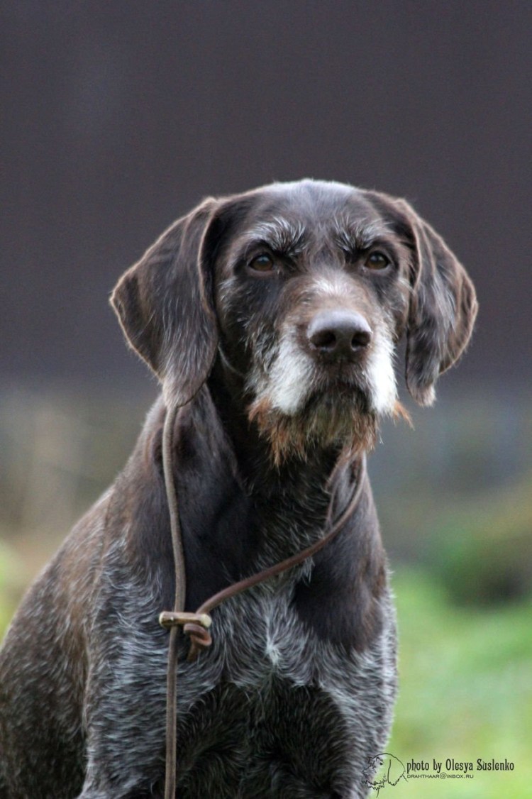 Охотничья собака дратхаар