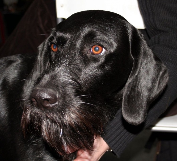 Дратхаар лохматый