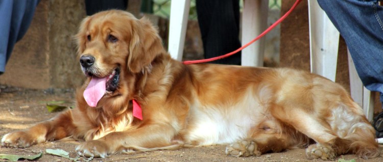 Охотничья собака Дарт Харт