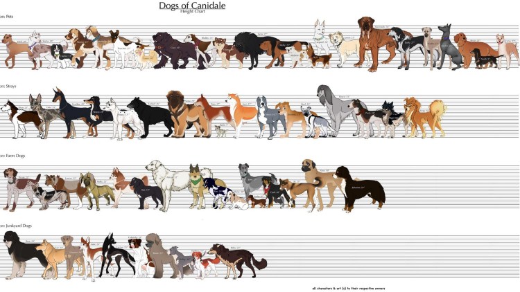 Пойнтер Курцхаар