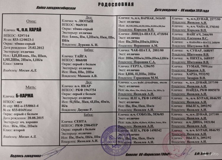 Западносибирская лайка экстерьер