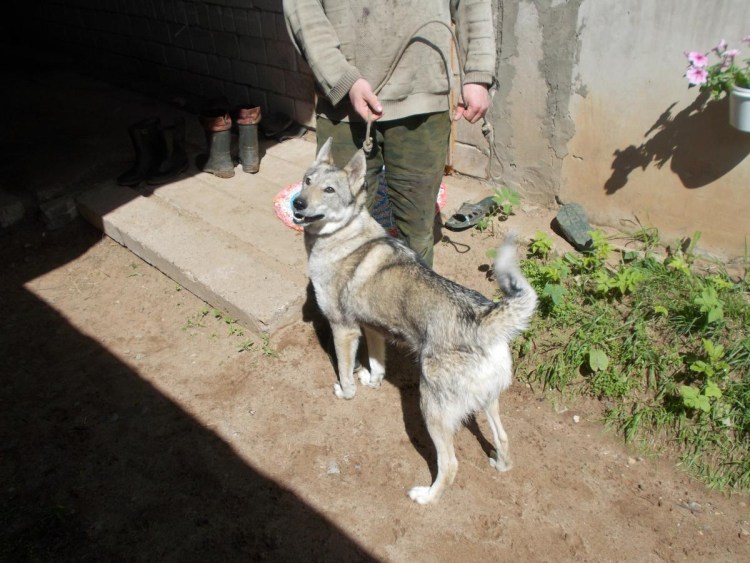 Обхват шеи у Западно сибирской лайки