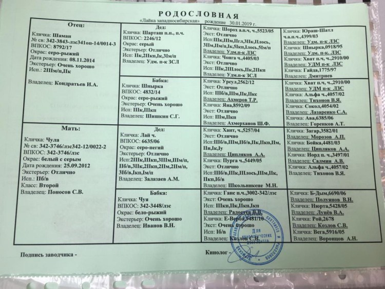 Родословная ЗСЛ мать аза