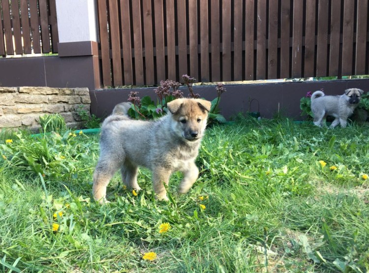 Голландская лайка щенки