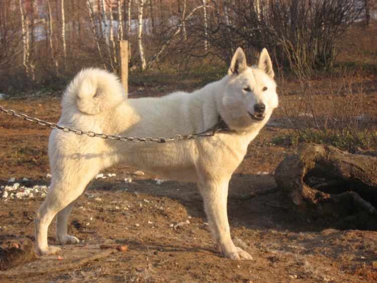 Белорусский ЗСЛ