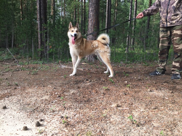 ЗСЛ ераш Чуманова