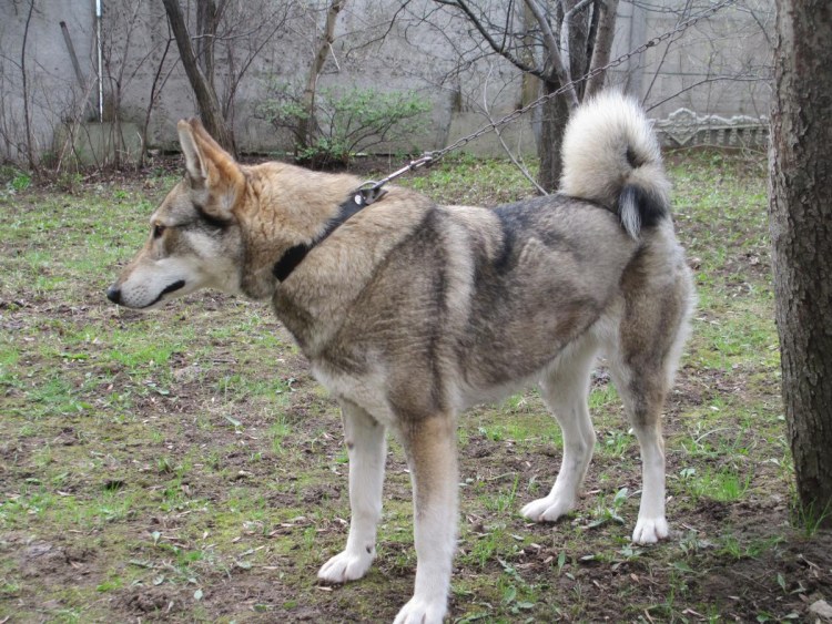 ЗСЛ Кокорина