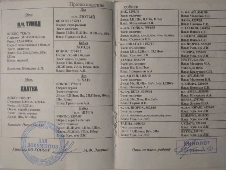 Волк вл Псковской области