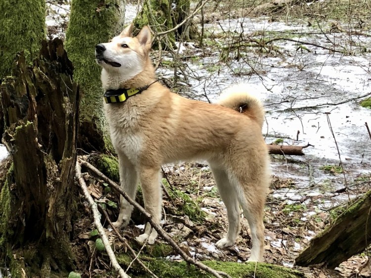Западно Сибирская лайка