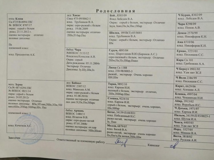 ЗСЛ лихой Щемирова родословная