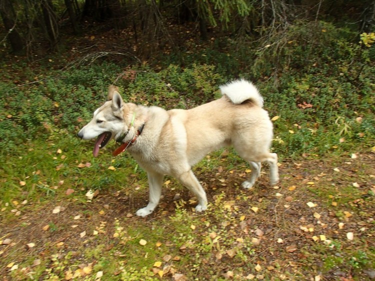 ЗСЛ Якимова романа