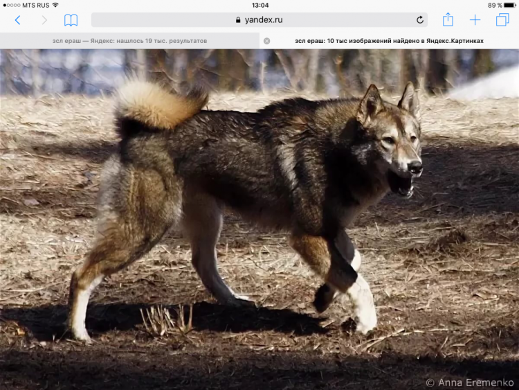 Лайки и гончие собаки