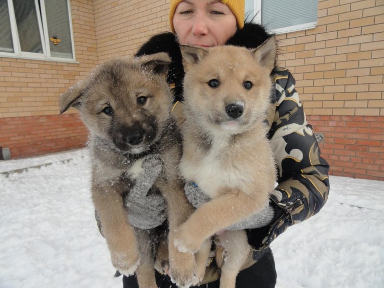 Восточно Сибирская лайка стандарт породы