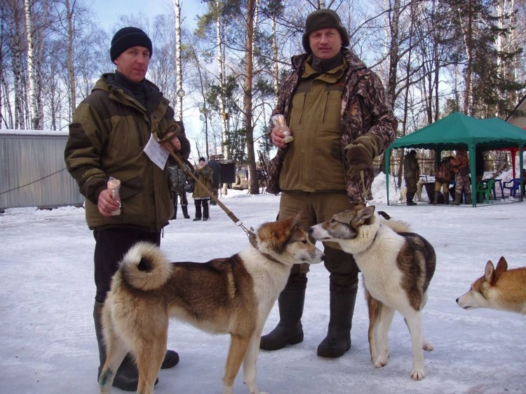 Намордник для Западно сибирской лайки