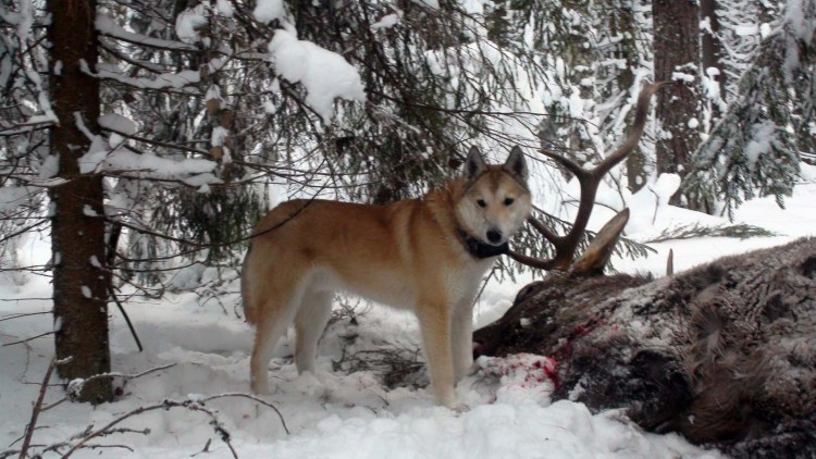 ЗСЛ лайка ераш