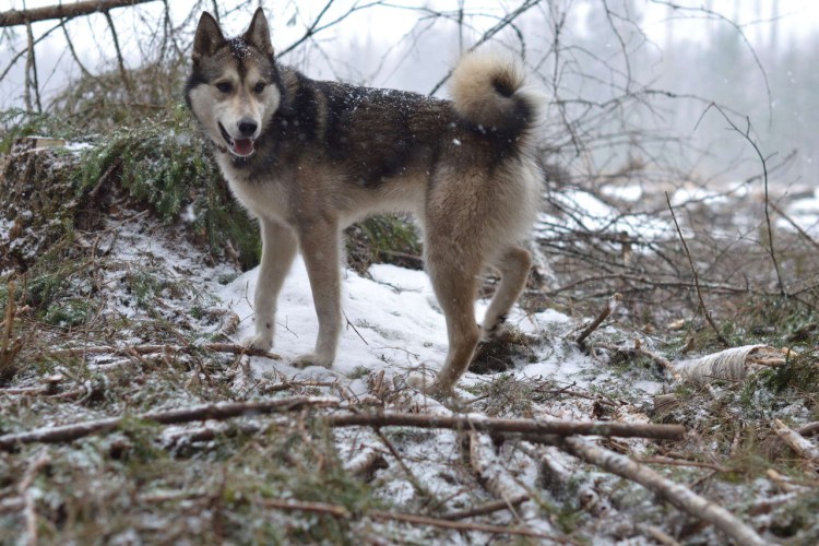 Западносибирская лайка черная