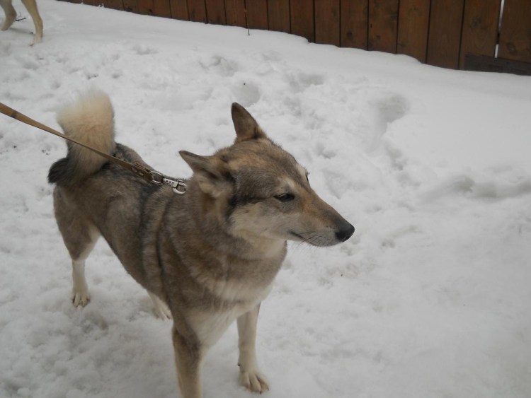 Иртыш Балабан ЗСЛ