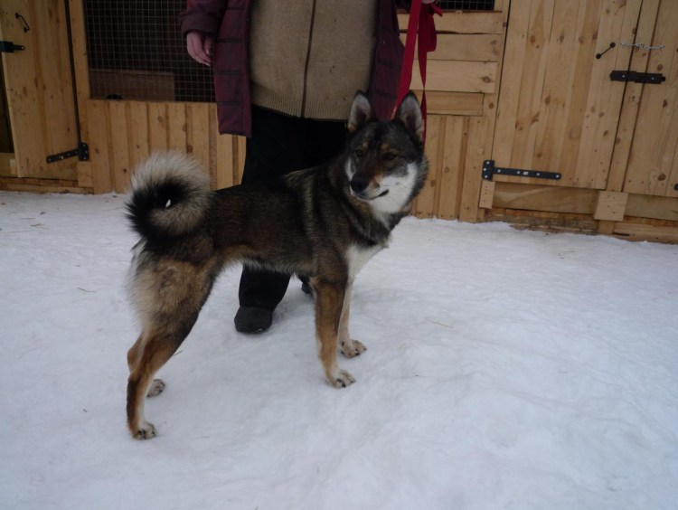 Западно Сибирская лайка трехцветная