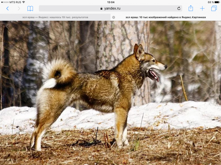 ЗСЛ Глинский