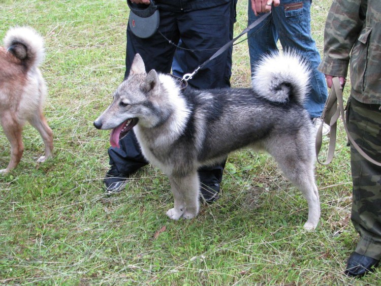 Клички для собак кобелей лайки Западно сибирской