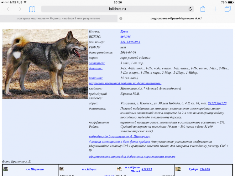 Эгор-рыжий ЗСЛ Губанов с.в.