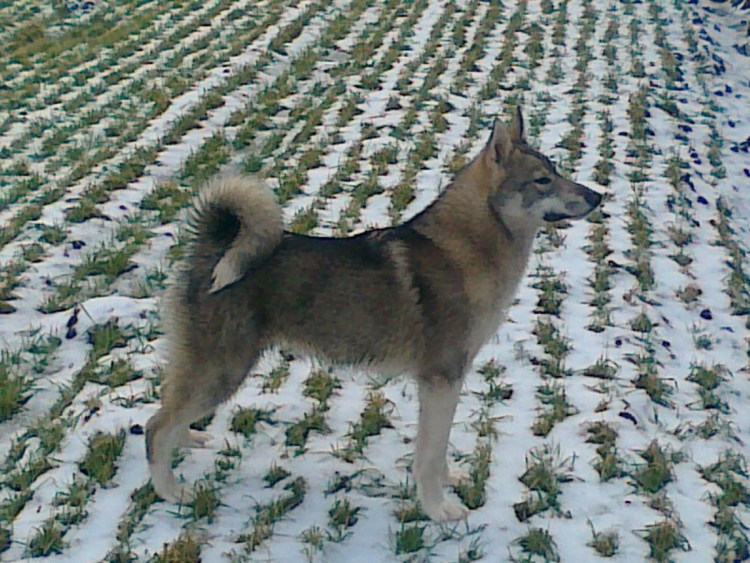 Лайка ЗСЛ насторожена