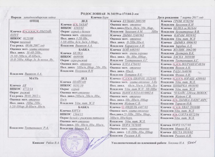 ЗСЛ Кай Сергеева