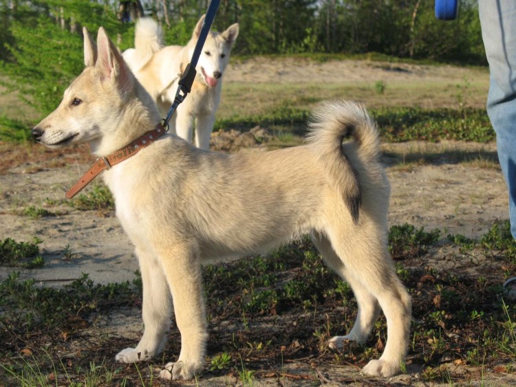 База Тарасюка лайки ЗСЛ кличка