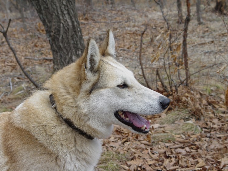 Западно Сибирская лайка кобель тихий Погоркин