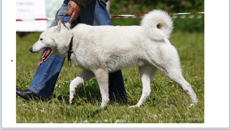 ЗСЛ шорох родословная