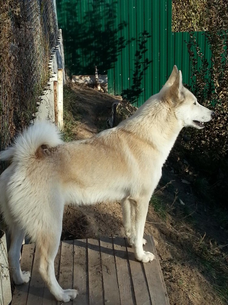 Западносибирская лайка белая