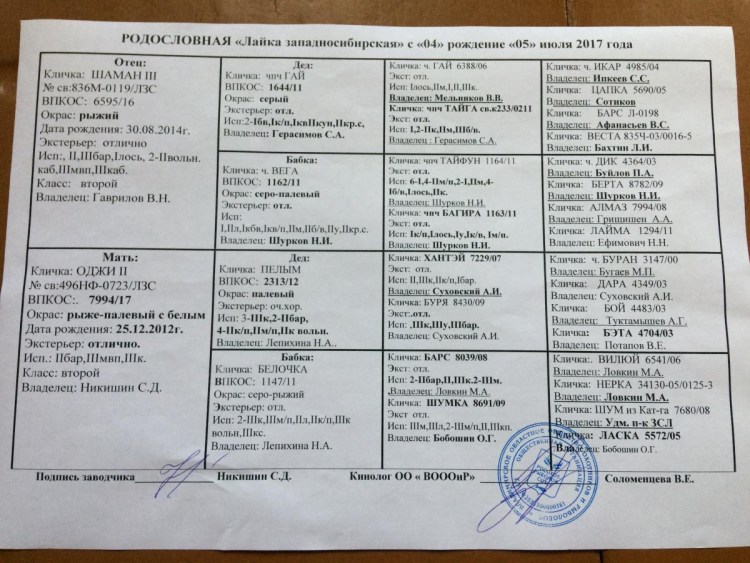 Рел лайка родословные