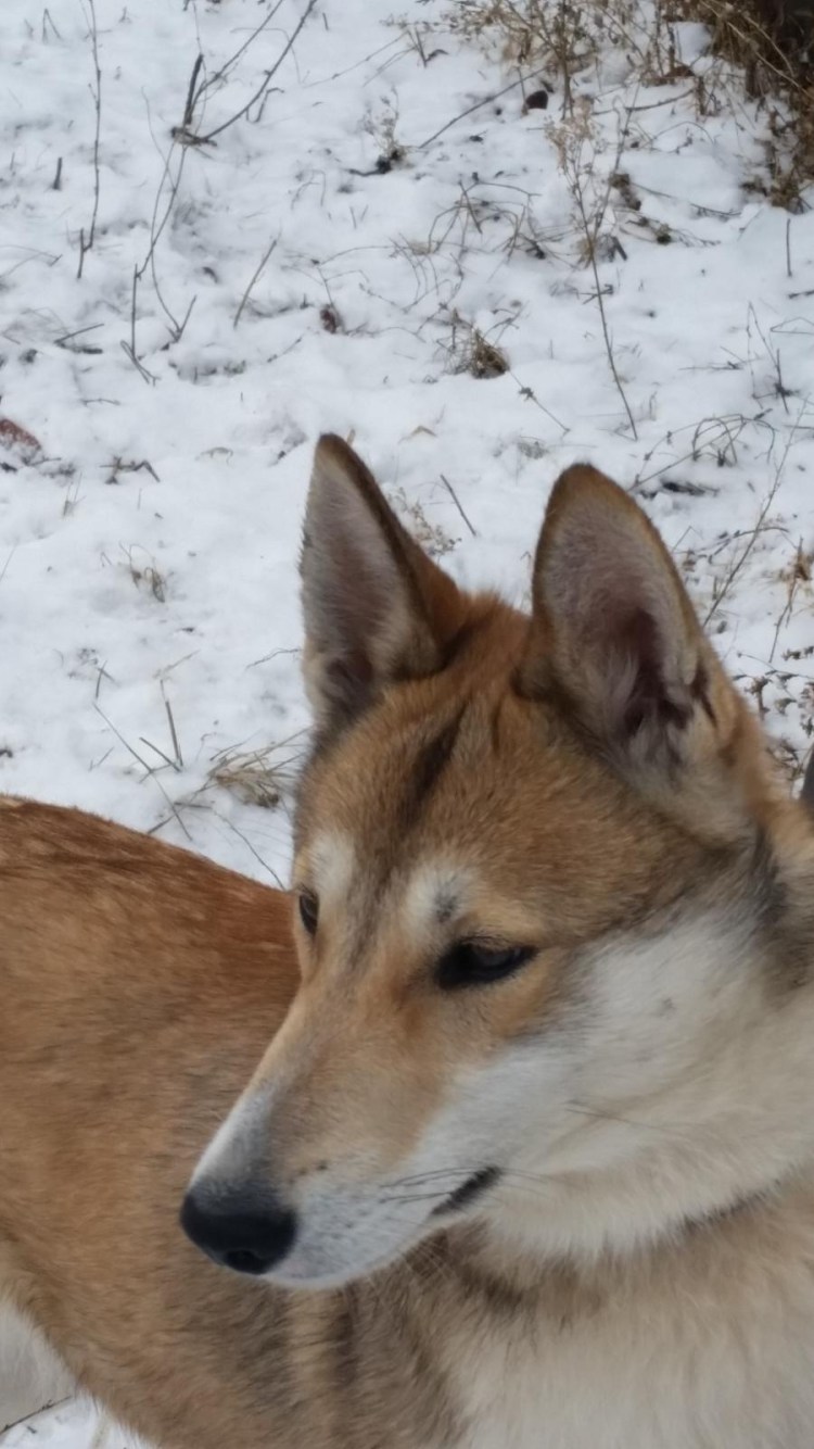 ЗСЛ Тайфун Чуманова