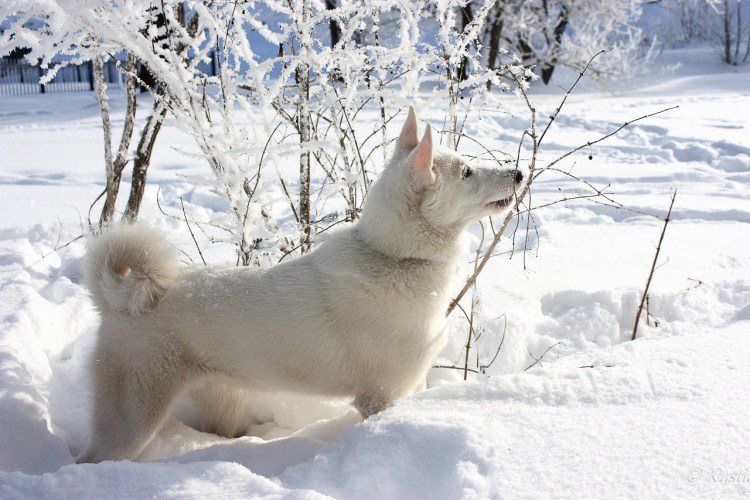 Питомник лаек в Ярославле