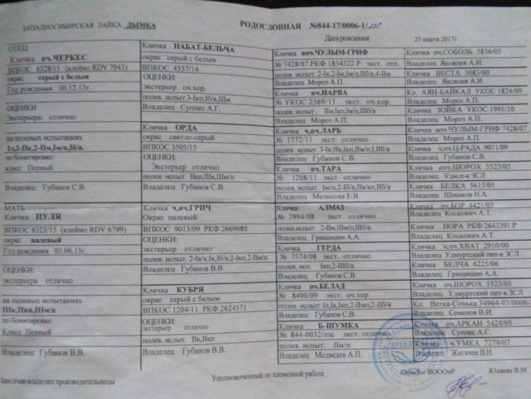 Западно-Сибирские лайки Олега Якименко