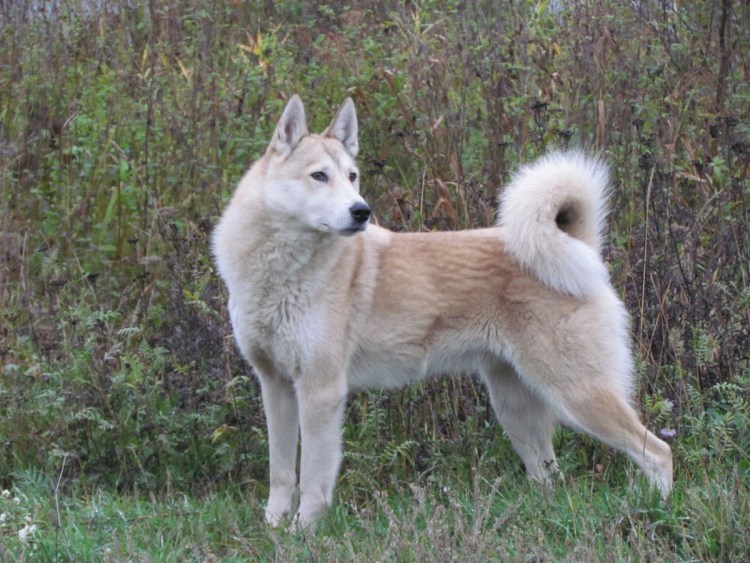 Лзс питомник кобели