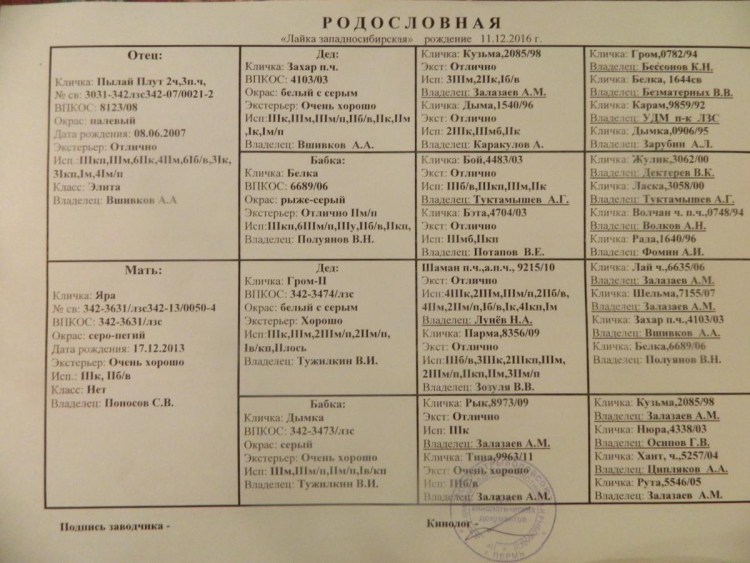 ЗСЛ Пылай плут родословная