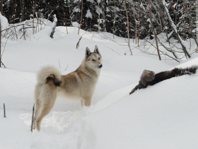 Западно Сибирская лайка хантийская
