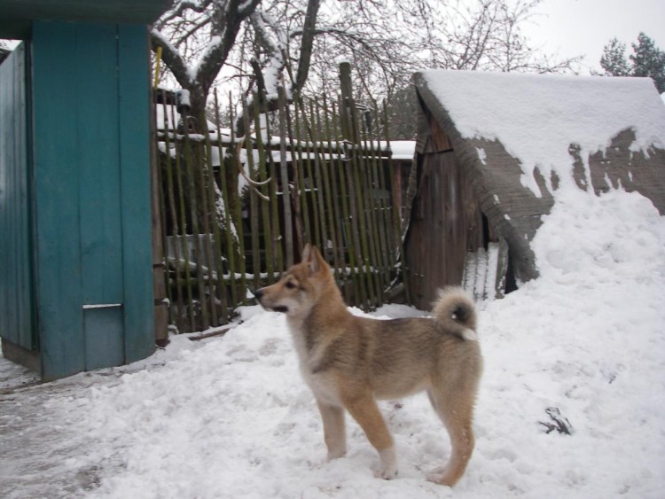 ЗСЛ лайка морда