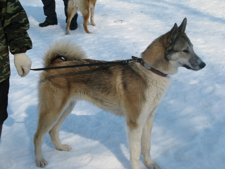 Западно-Сибирская лайка Ярославль