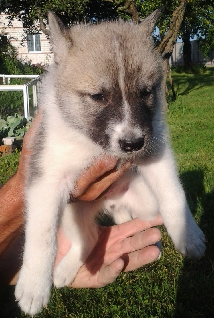 Охотничьи норные собаки лайки