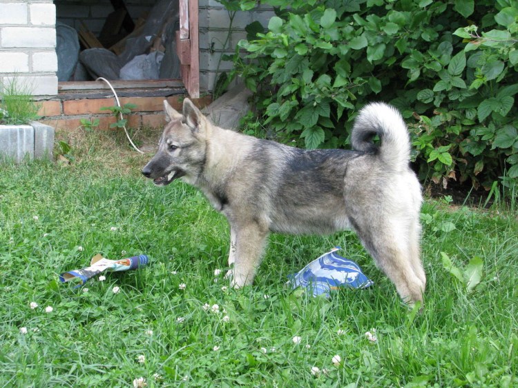 ЗСЛ Агата -Яковлев.а.в