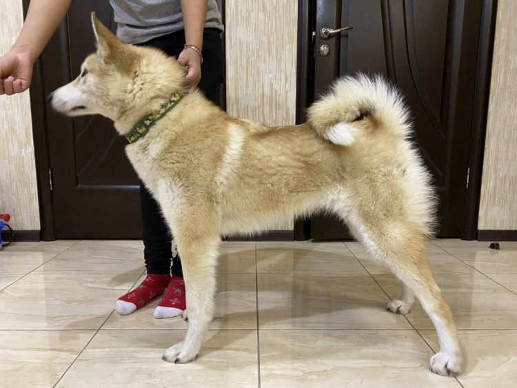 Западносибирская лайка рыжая