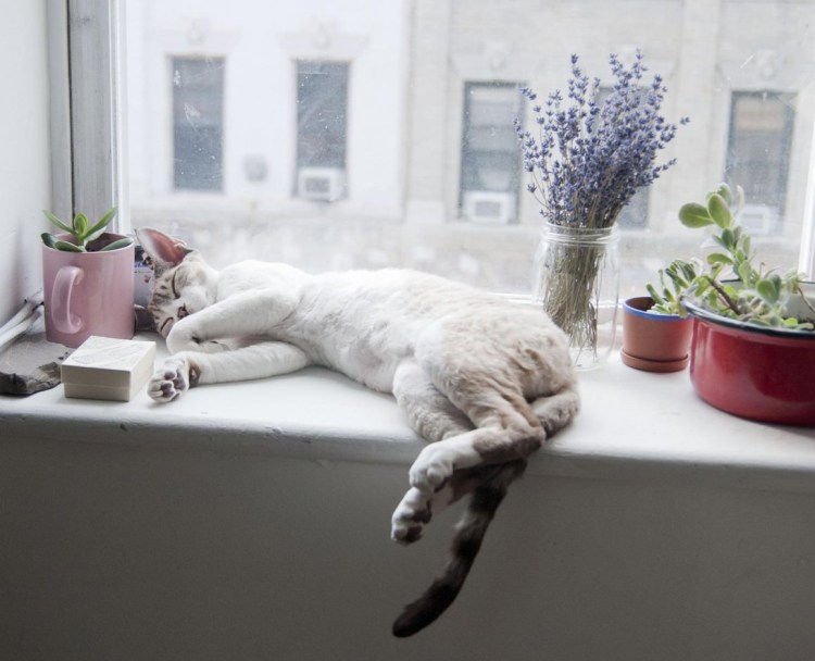 Подоконник с цветами