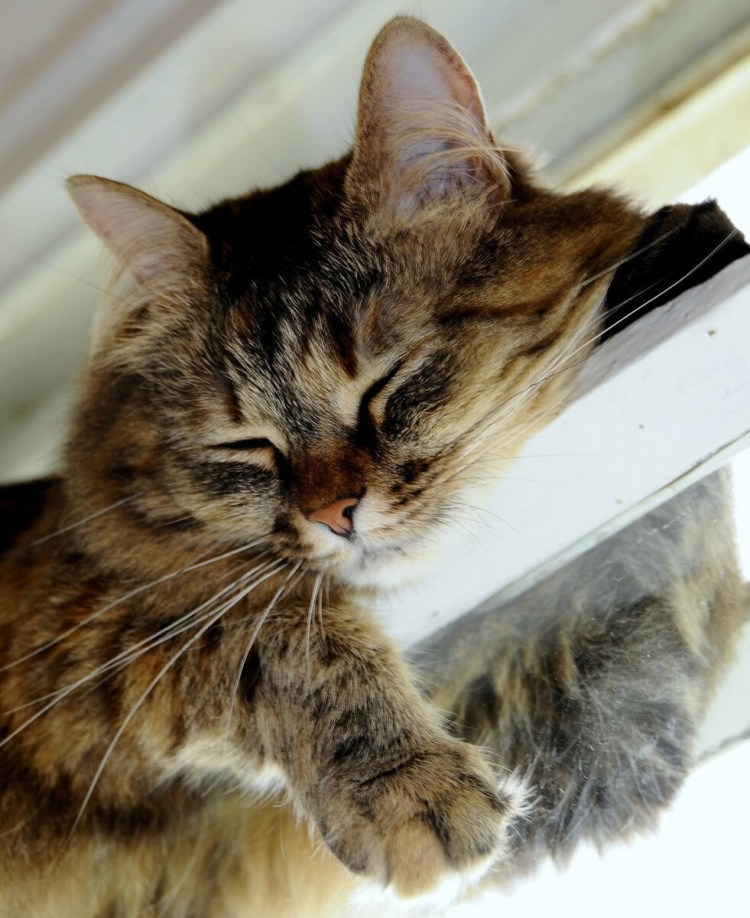 Кошка Мявка